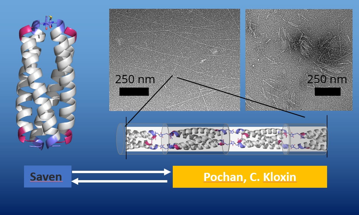 Saven, C. Kloxin, Pochan, and coworkers, “Polymers with controlled assembly and rigidity made with click-functional peptide bundles,” Nature 574 (2019): 658-662